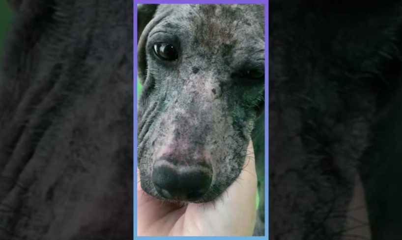 Dog with Advanced Mange Transformation