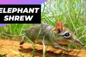 Elephant Shrew 🐀 One Of The Cutest And Rarest Animals In The Wild #shorts