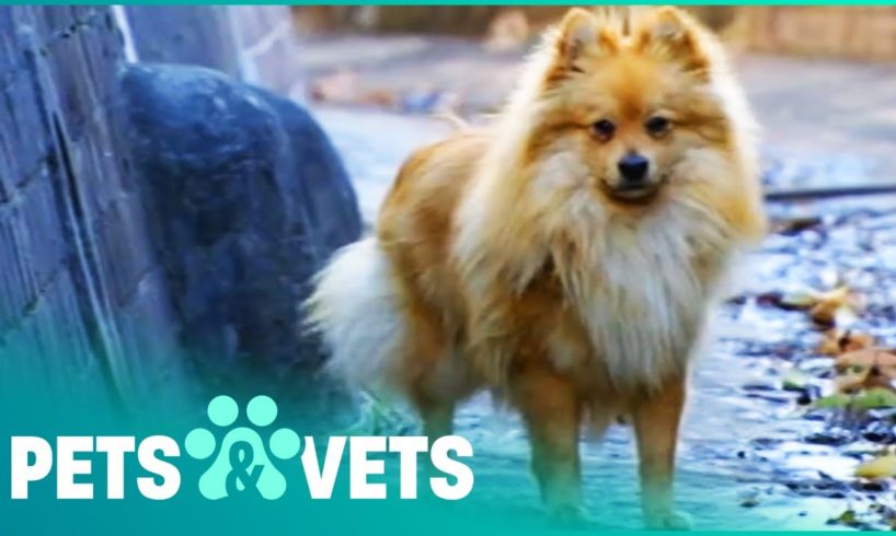 Escaped Pomeranian Lost In A Flooding Canal | Animal Rescue | Pets & Vets