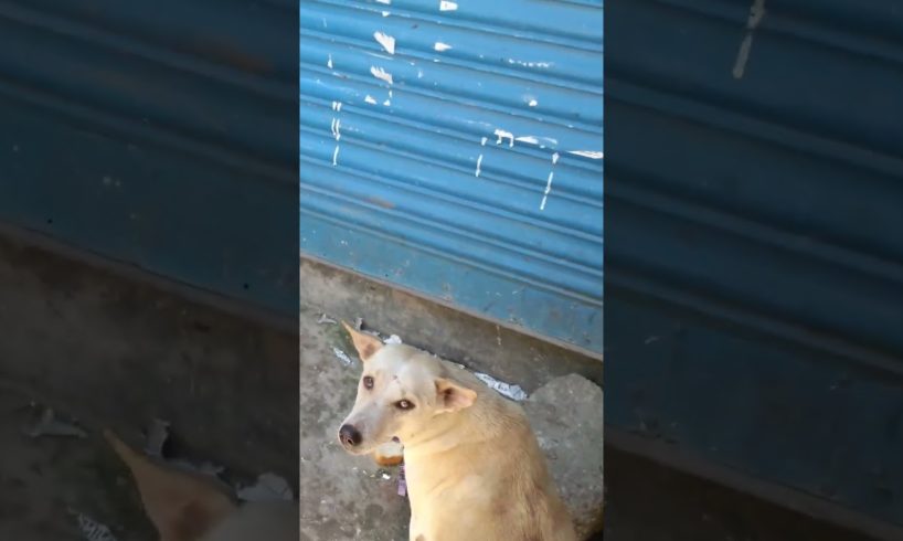 Feeding Hungry Stray Dog 🙂Street Dogs😇  #shorts