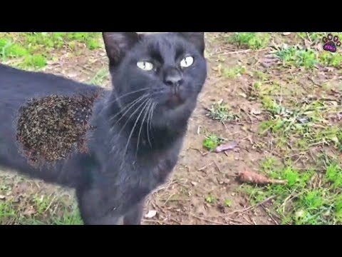 Feeding Poor Stray CAT Just Looking For Food When i Found Him (Animal Rescue 2023)