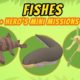 Fishes (Part 2/2) - Junior Rangers and Hero's Animals Adventure | Leo the Wildlife Ranger