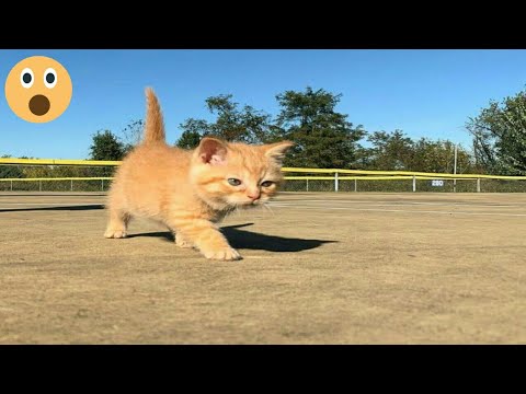 Funny Spider Cat😻😹#70 | Viral Clips | Soo Animals |#shorts #shortvideo #viral #tranding #popular