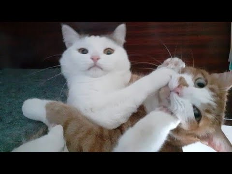 Funny animal videos - Funny cats / dogs - Funny animals 244