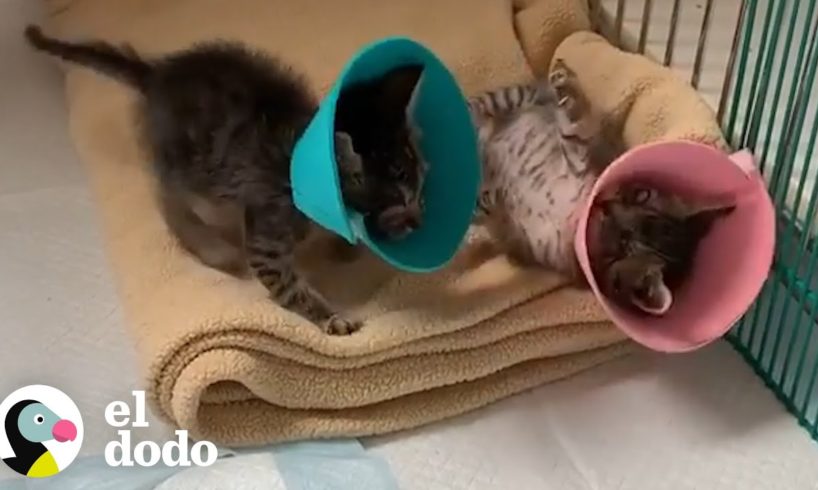 Gatitos pequeños necesitaban conos especiales | El Dodo