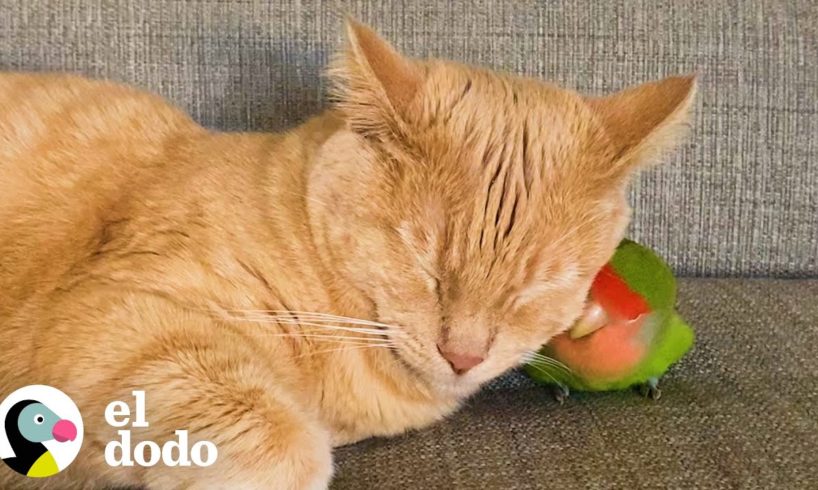 Gato está obsesionado con su pequeño pájaro de amor | Parejas Disparejas | El Dodo