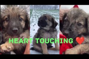 Heart Touching Dog video | Emotional | Emotional Dog video | #emotional  | Animal rescue