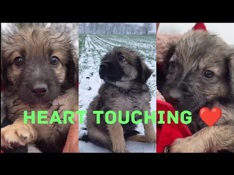 Heart Touching Dog video | Emotional | Emotional Dog video | #emotional  | Animal rescue