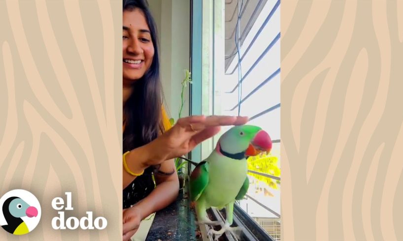 Hermoso loro salvaje visita el balcón de una mujer todos los días | Corazones Salvajes | El Dodo