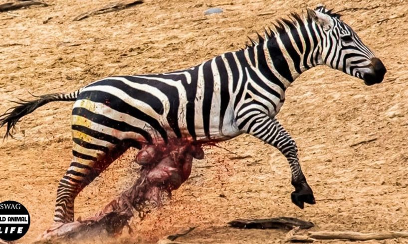 Horror ! 30 Moments Badly Injured Animals Struggle For Life Every Second | Wild Animals