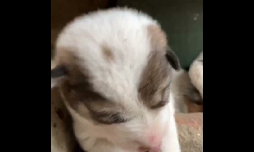 How the new born cutest puppies try themselves to wake up? Cute stray sleeper 💖 #shorts #cute