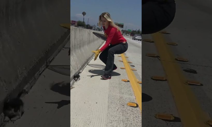 Kitten on the freeway needs a Christmas Miracle to survive!