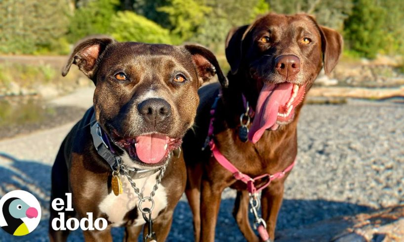 La amistad de este labrador y un pitbull comienza a través de la cerca | Puro Pitbull | El Dodo