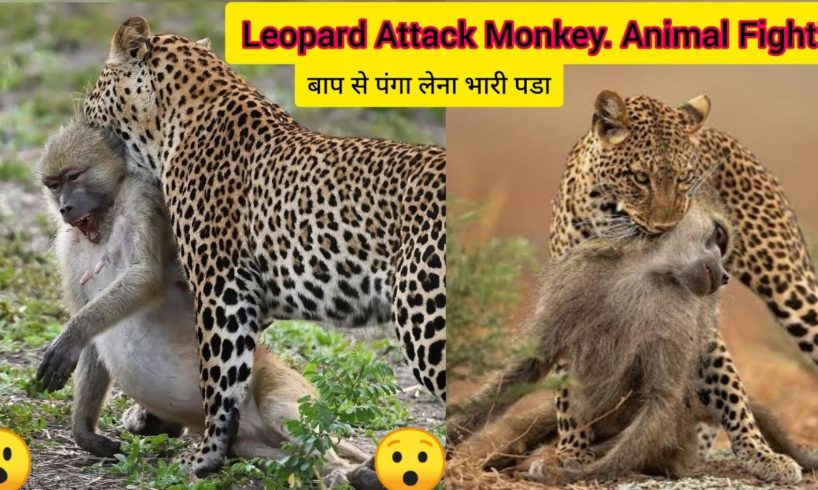 Leopard Attack Monkey | Animals  Attack 2023 | Wild Animal Fights 2023 | Animal Attacks In Africa