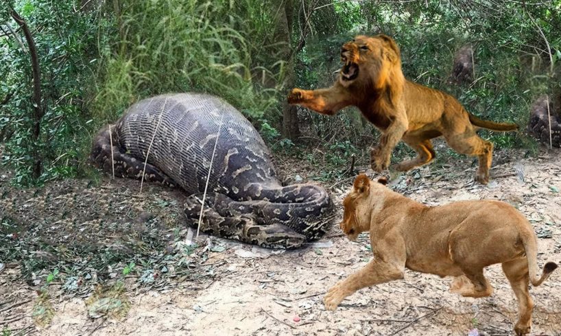 Lions vs Big Python Snake Real Fight | Lions attack Crocodile Lion cheetah - Wild Animal Attacks