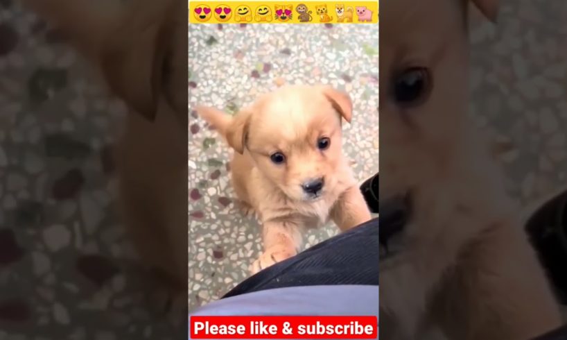 Little Cute Puppy ki Awaaj 🌹🐈🐕🐕|Dog love Sound |Puppy crying #shorts #dog #puppy #dogsound #puppydog