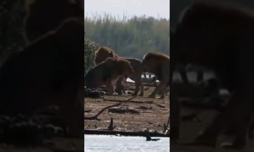 MALE LIONS FIGHTING FOR TERRITORY/WILD ANIMALS ATTACKS #shorts #animals #lion