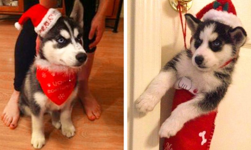 Made Your Day with These Funny and Cute Husky Puppies🐶| Cutest Puppies