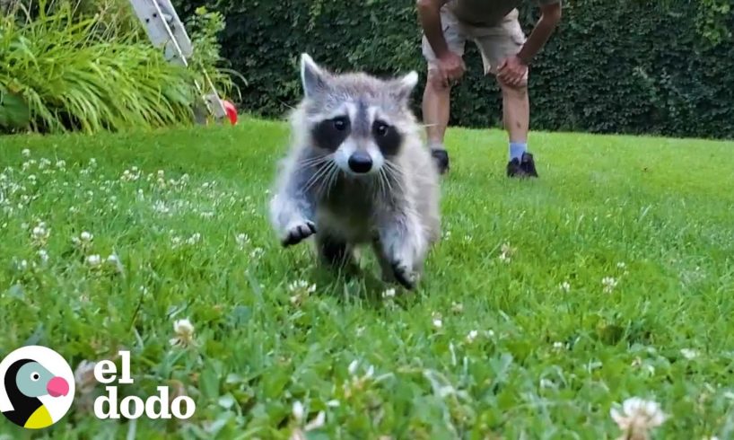 Mapache bebé rescatado aprende a nadar con papá | Corazones Salvajes | El Dodo