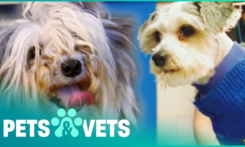 Matted Rescue Dog Gets A Life Changing Makeover | Animal Rescue | Pets & Vets