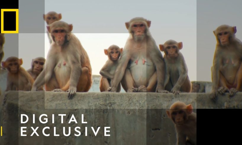 Monkey Street Gang | Jungle Animal Rescue | National Geographic Wild UK