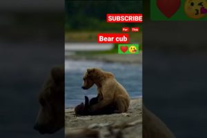 Mother bear playing with her baby ❤😘(cub 🍯🐻💤)#shorts #bear #animals #zoo #viral #wildlife