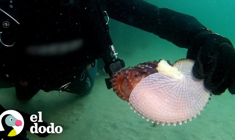 Nautilo de papel se vuelve el tono más bonito de púrpura después de ser rescatado | El Dodo