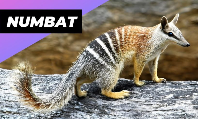 Numbat 🐿 One Of The Rarest Animals In The Wild #shorts