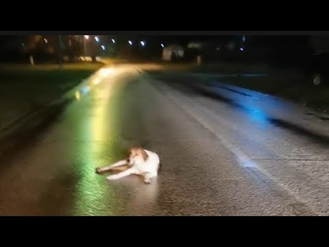 Paralyzed pregnant dog found helpless, lying in the middle of the street!