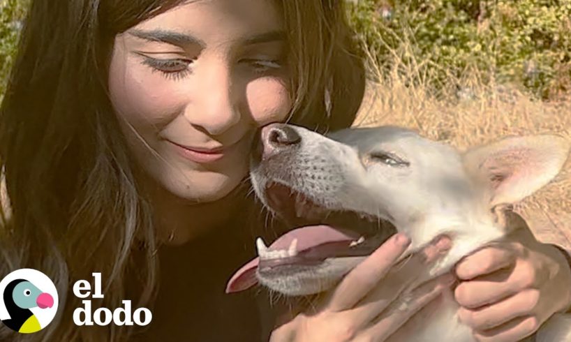 Perro asustado que se acercó a los rescatistas es ahora la chica más confiada | El Dodo