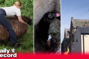 RSPCA reveal their most outlandish animal rescues of the year