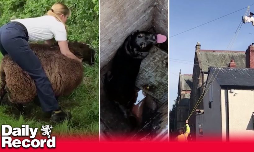 RSPCA reveal their most outlandish animal rescues of the year