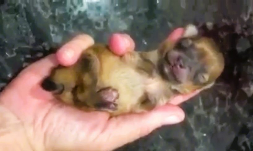 Rescue Tiny Super Cute Puppy Dog Who Was Born With Deformed Front Legs