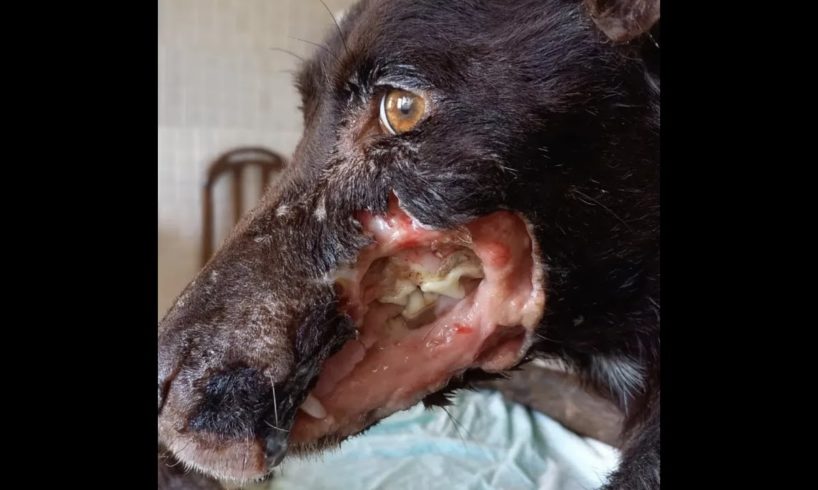 Rescue of starving injured dog!