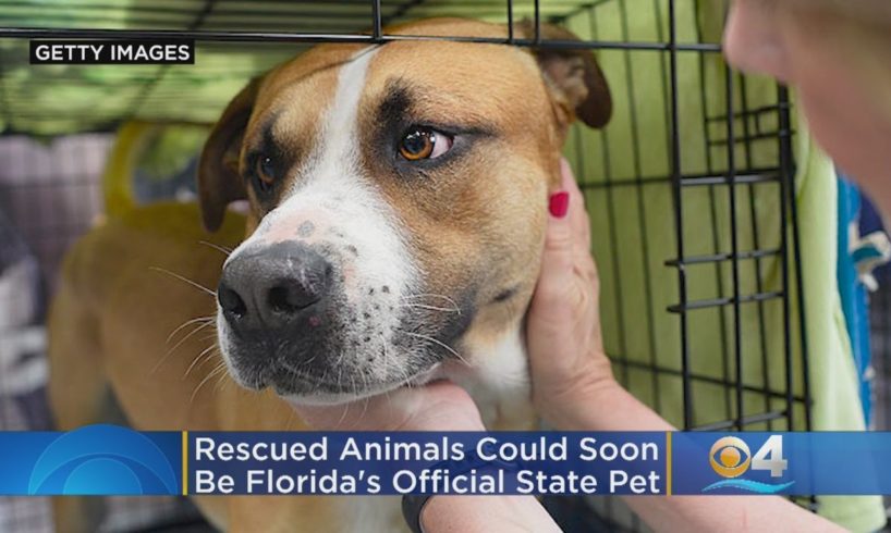 Rescued Animals Could Soon Be Florida's Official State Pet