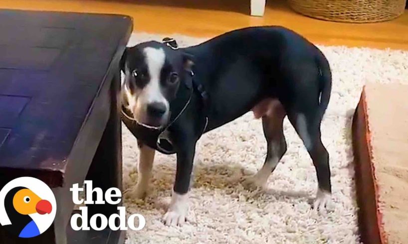 Shy Rescue Puppy Asks For Pets For The First Time  | The Dodo Foster Diaries