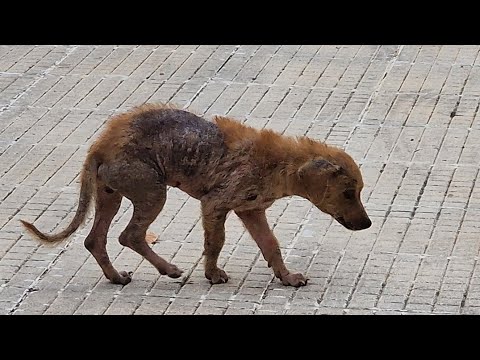 Small dog was found in terrible condition , scared and alone .