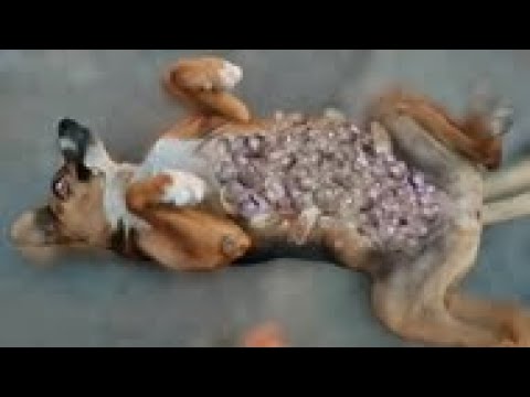 Street DOG Just Looking For Food When i Found Him Animal Rescue Video