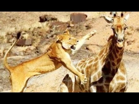 TOP 10 WILD ANIMAL FIGHTS FOR TERRITORY