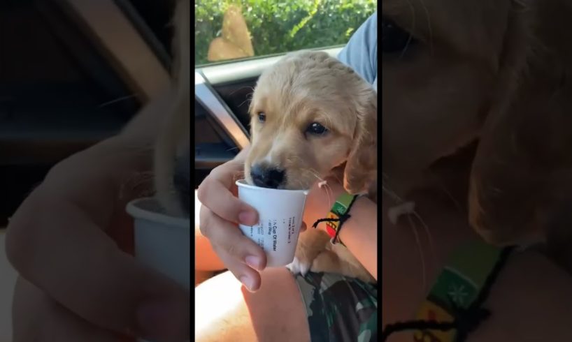 The CUTEST PUPPY! With his Starbucks 😂 #puppy #dog #cute