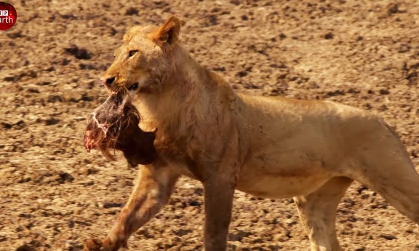 The End of Prey when Caught in Lion's Sights  - Animal Fighting | ATP Earth