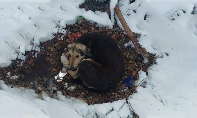 The Homeless Mama Dog Tries to Cover And Protect The Puppies When Everything Is Frozen