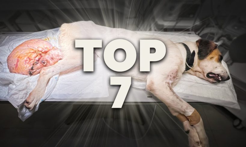 The TOP 7: most viewed videos of the year!