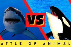 The battle of sharks and killer whales  Animal Confrontation