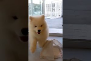 The cutest puppy video you'll see today! 🐾 #puppy #samoyed #cute #dog