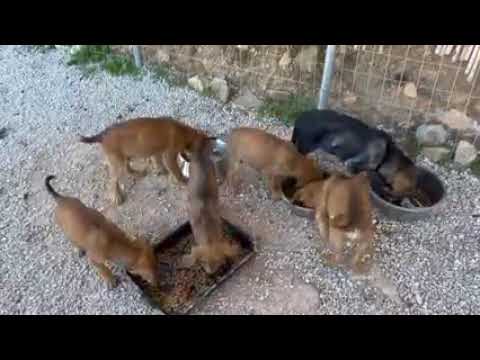 The new puppies are very happy and they are eating a lot ❤️ - Takis Shelter