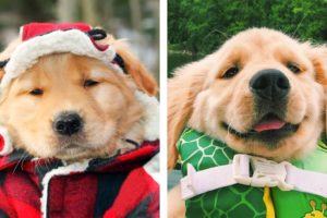 😍 These Cute Golden Retriever Puppy Make Me Watch And Enjoy Every Day💖 | Cute Puppies