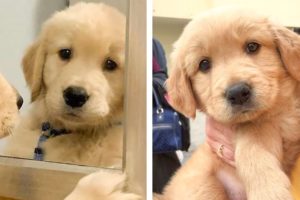 😍 These Cutest Golden Puppies Will Make You Fall In Love At First Sight🐶| Cute Puppies