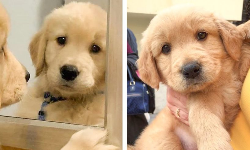 😍 These Cutest Golden Puppies Will Make You Fall In Love At First Sight🐶| Cute Puppies