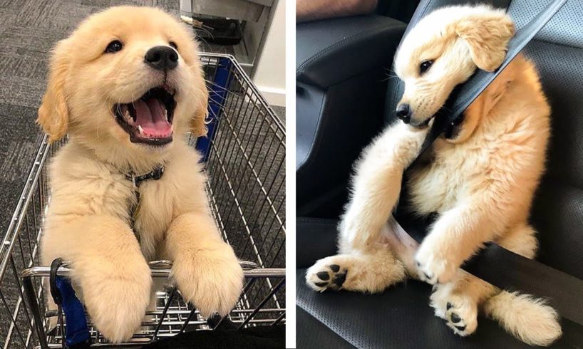 These Golden Retriever Puppies Will Brighten Your Day 🐶🥰 | Cute Puppies